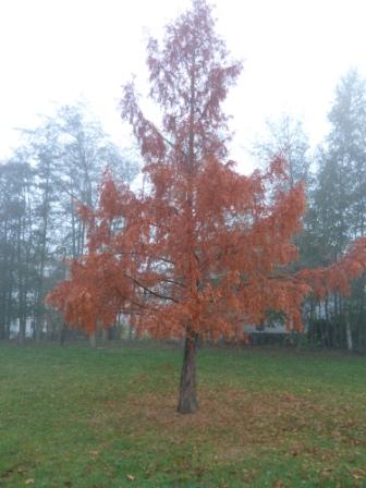 Boltenhagen, auch im Herbst schön