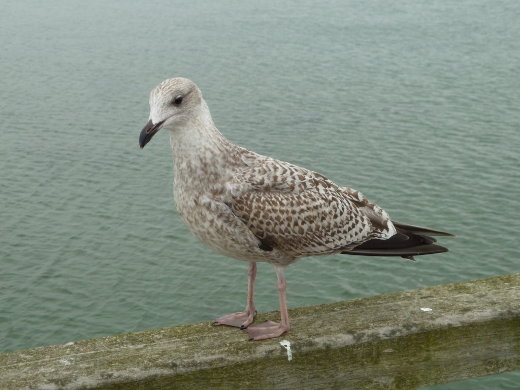 Möwe